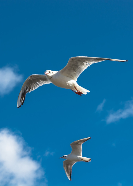 Two seagulls in the scottish sky - 写真・画像