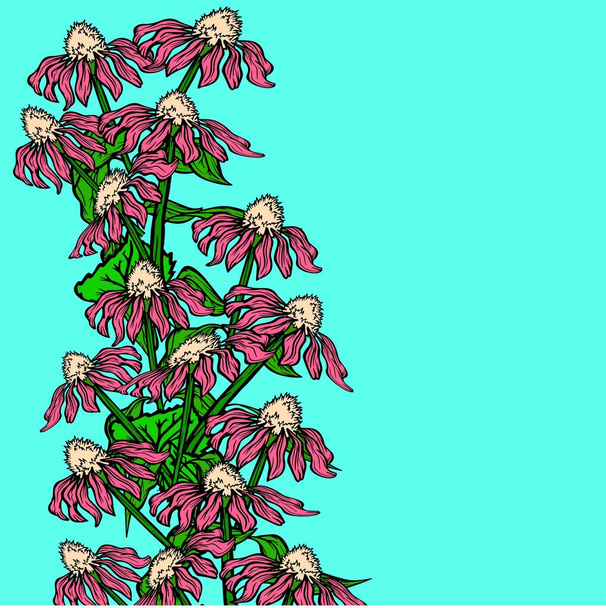 banner κάρτα ιατρικά φυτά echinacea λουλούδι φύση διάνυσμα φόντο εκτύπωση εικονογράφηση χρωματιστό περίγραμμα αφίσα υφάσματος ομοιοπαθητική - Διάνυσμα, εικόνα