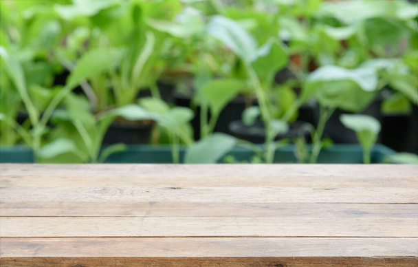 Mesa de madera con fondo vegetal de col china verde
 - Foto, imagen