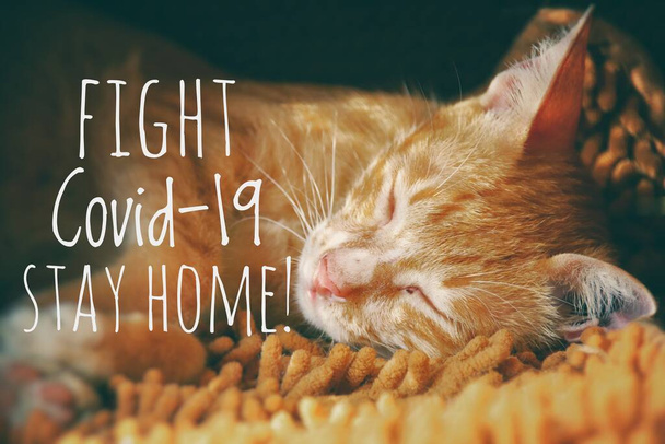 Очаровательный домашний кот и сообщение, чтобы остаться дома со своей кошкой и быть в безопасности от эпидемии ковида-19
 - Фото, изображение