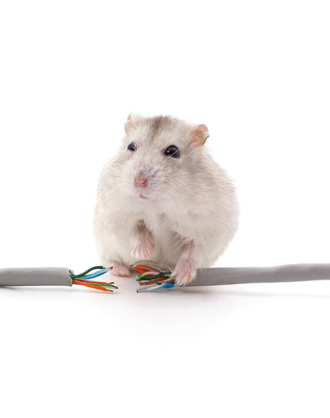 Hamster biting a cable isolated on a white background. - Foto, afbeelding