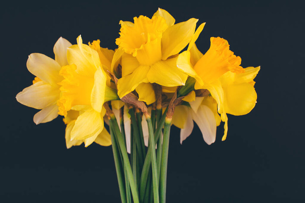 Yellow narcissus flowers on black background. Flowers composition. Flat lay, top view, copy space. Trendy background. - Fotografie, Obrázek