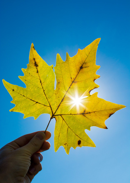 Herfstblad tegen de zon - Foto, afbeelding