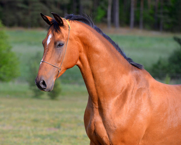 Бэй ахал теке конь, стоящий на поле в шоу. Портрет животного
. - Фото, изображение