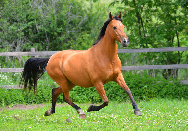 Buckskin akhal teke razza cavallo correre in trotto al di fuori nel recinto lungo recinto di legno in estate. Animali in movimento
. - Foto, immagini