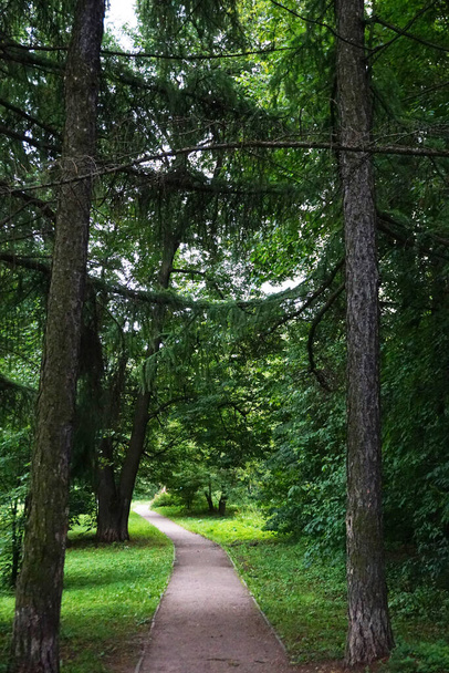 path in the summer park - Foto, imagen