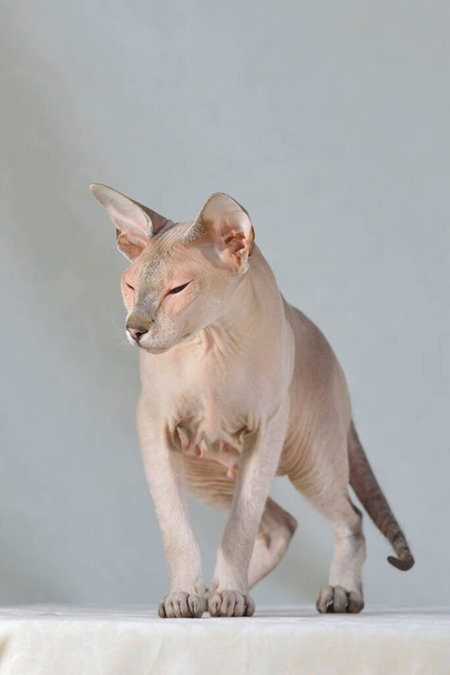 Lilas pointe sphynx oriental chat. Portrait animal
. - Photo, image