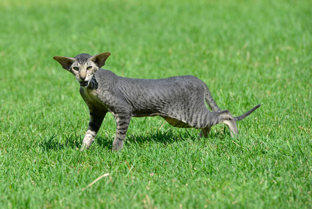 Chat oriental rayé gris se faufilant sur la pelouse verte d'herbe d'été
. - Photo, image