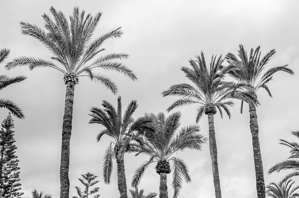 Palmiers dattiers dans la palmeraie d'Elche, province d'Alicante, Espagne ; image en noir et blanc
 - Photo, image