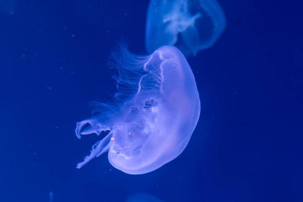 Close-up Jellyfish, Medusa in fish tank with neon light. Jellyfish is free-swimming marine coelenterate with a jellylike bell- or saucer-shaped body that is typically transparent. - Photo, image