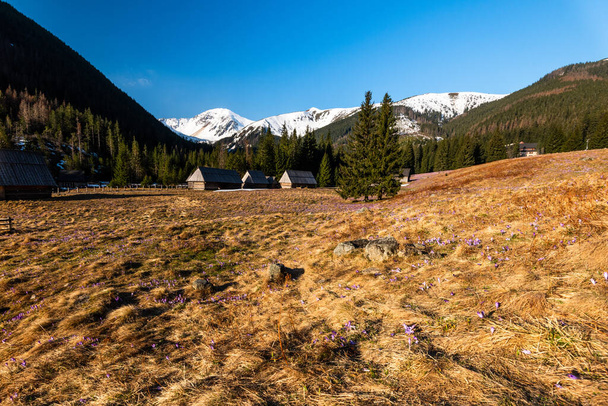 Crocus Kukat kukkivat Chocholowska Valley Tatra NAtional Park aikaisin keväällä
. - Valokuva, kuva