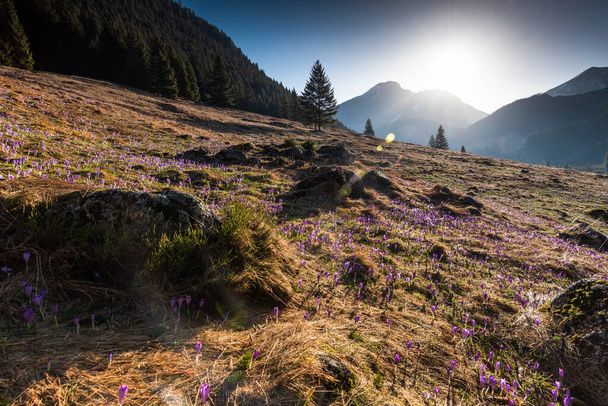 Krokusblüten blühen im Chocholowska-Tal im Tatra-Nationalpark im Frühling. - Foto, Bild