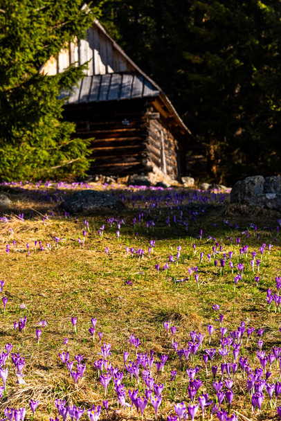 Krokusowe kwiaty kwitnące w Dolinie Chocholowskiej w Tatrzańskim Parku Narodowym wczesną wiosną. - Zdjęcie, obraz