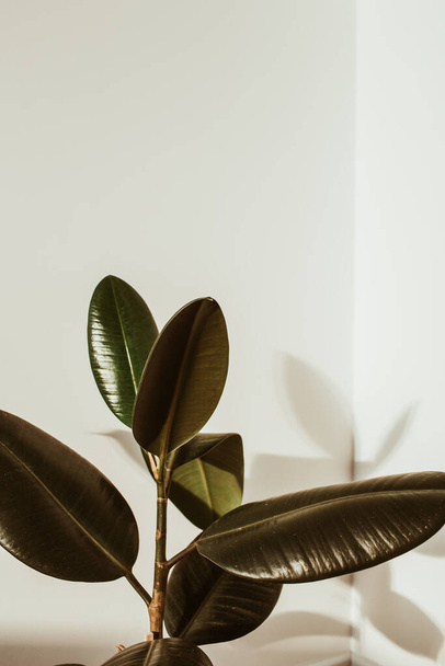 Closeup of rubber plant ficus on white background. Minimal modern interior design concept. - Photo, image