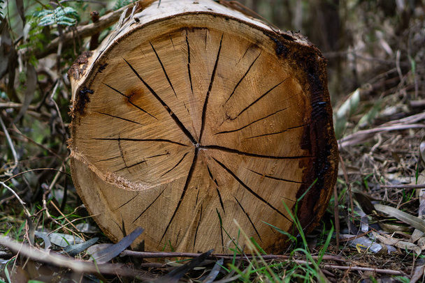 Vue rapprochée du tronc d'arbre haché avec des lignes au centre
 - Photo, image