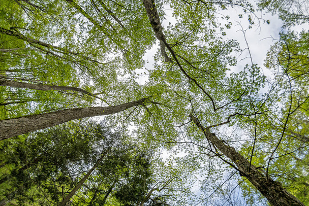 en aşağıdan gökyüzüne kadar uzanan ağaç dalları için - Fotoğraf, Görsel