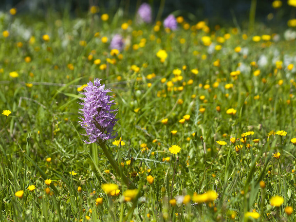 Primer plano de una flor silvestre de color púrpura claro creciendo entre la hierba verde y las flores de color amarillo brillante en el prado a la luz del sol
  - Foto, Imagen