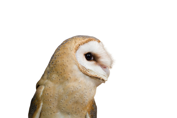 portrait of a young beautiful red owl barn owl (Tyto alba) close-up - Photo, image