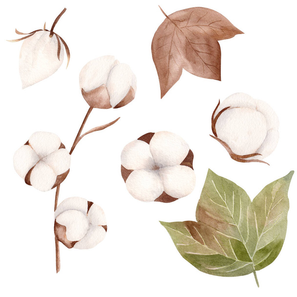 Acquerello fiori di cotone bianco, foglie verdi e marroni. Illustrazione disegnata a mano
. - Foto, immagini