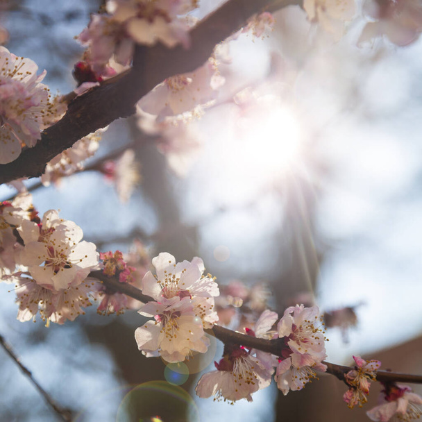 Blooming apricot in the spring.Beautiful landscape. Flowers close-up. - Foto, afbeelding
