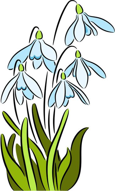 illustration of fresh snowdrop flowers, isolated. - Vecteur, image