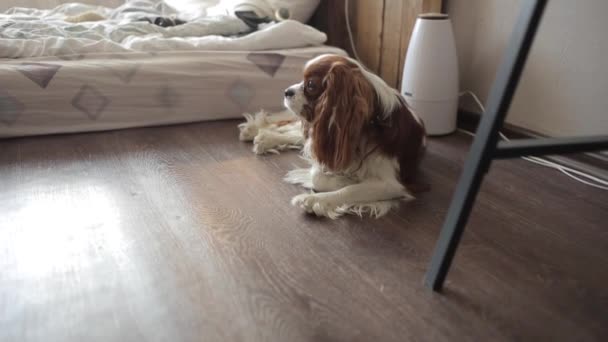 A beautiful spaniel lies in a room on the floor and turns his head amusedly.Close-up - Séquence, vidéo