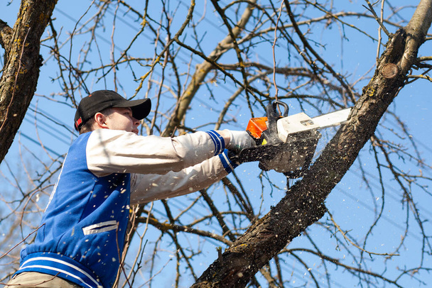 Bahçıvan elektrikli testereyle meyve ağacını keser. Ağaç keserken talaş uçar. Ev bahçesinde çalış. - Fotoğraf, Görsel