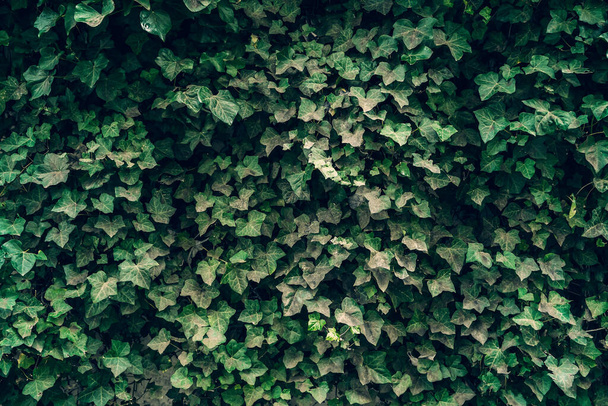 Donkergroene plantenbladeren achtergrond, gebladerte muur, afgezwakt - Foto, afbeelding