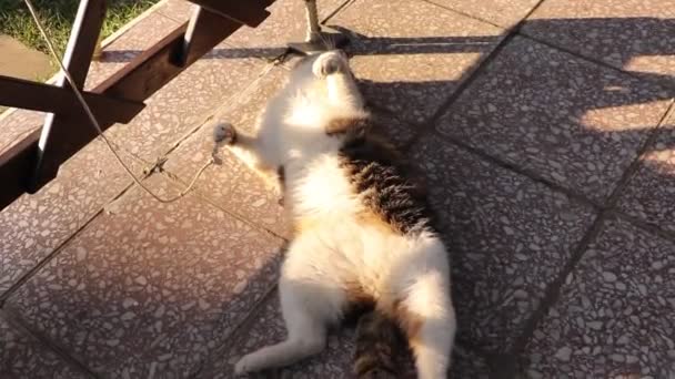 Huge fun position by felis catus domesticus. Humorous video. Comical video with domesticated cat and string. Give away with bored. Laughing situation. Start the day with a smile. Kitten play with string - Footage, Video