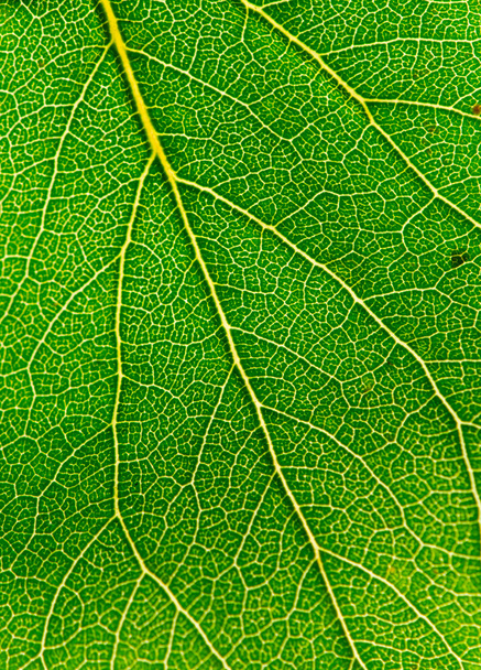 Yeşil ağ - Fotoğraf, Görsel