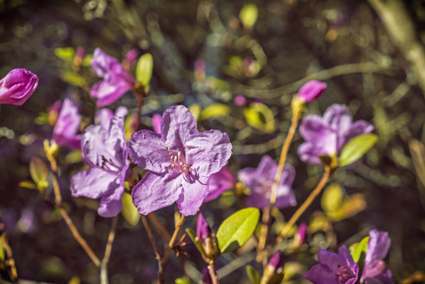 Blooming flowers in springtime. Seasonal natural scene. - Φωτογραφία, εικόνα