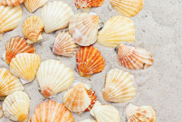 Seashells, sea stars, coral and stones on the sand, summer beach background travel concept with copy space for text - 写真・画像
