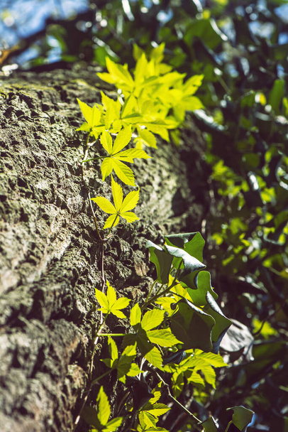 Détail de grand arbre avec plante de lierre. Scène naturelle saisonnière
. - Photo, image