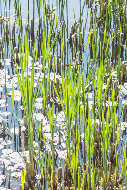 Meer met waterlelies en riet in Arboretum Tesarske Mlynany, Slowakije. Seizoensgebonden natuur. - Foto, afbeelding