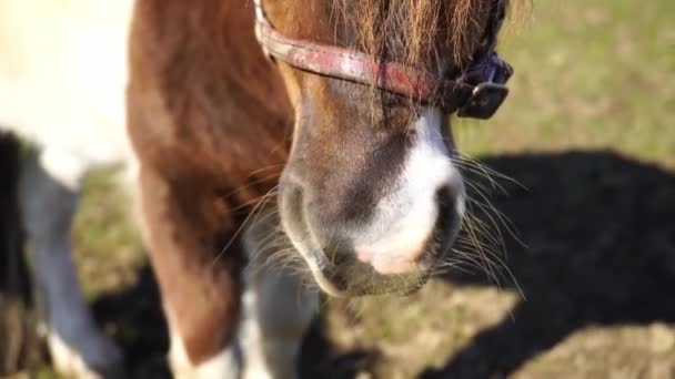 Дружелюбный счастливый пони показывает свой теплый нос своим новым друзьям, усы лошади, счастье на ферме
 - Кадры, видео