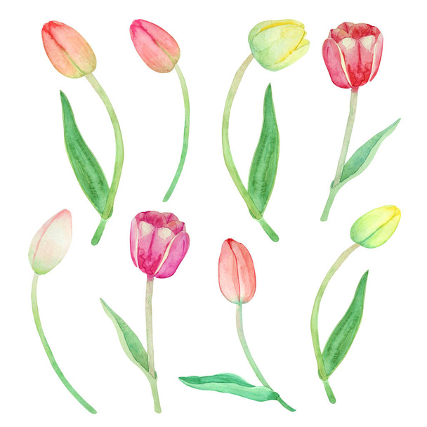 Set met aquareltulpen geïsoleerd op een witte achtergrond. Verschillende soorten tulpen open en knoppen voor bloemmotieven, trouwkaarten en uitnodigingen, scrapbooking. - Foto, afbeelding