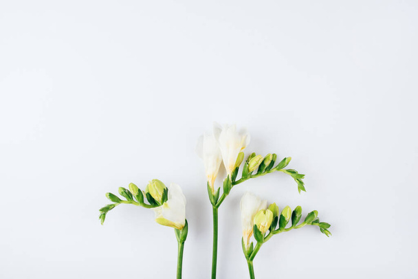 Floral background. Freesia flowers on a white background. - Foto, imagen