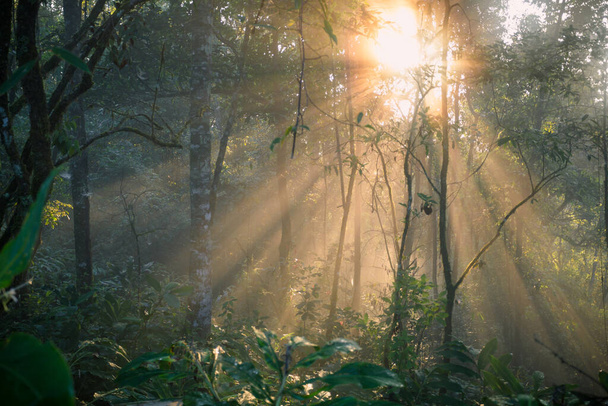 Dunkle Waldlandschaft, Sonnenlicht im Wald am Morgen, Wald- und Umweltschutzkonzept. - Foto, Bild