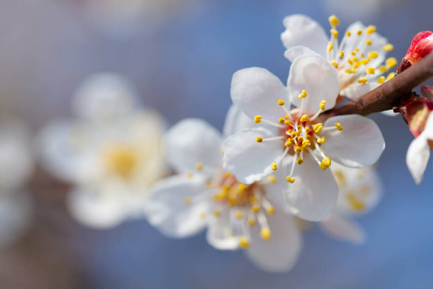 Flor de macro en un albaricoque en primavera
 - Foto, Imagen
