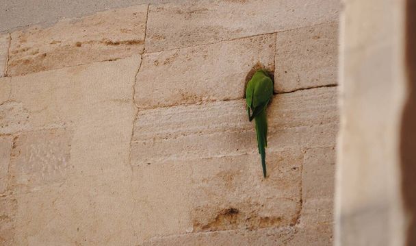 Der Grünpapagei will nicht kommunizieren. Er beschloss, sich in der Mauer niederzulassen. - Foto, Bild