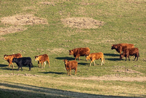 Uma manada de vacas num campo
 - Foto, Imagem