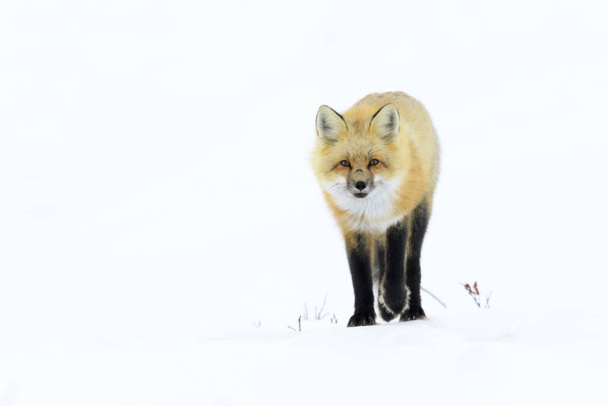 Renard roux (Vulpes vulpes) adulte, debout dans la neige regardant la caméra, Churchill, Manitoba, Canada
 - Photo, image