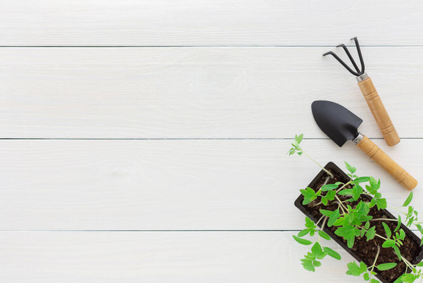 Mudas verdes jovens do tomate no potenciômetro em um fundo de madeira branco com um ancinho e uma pá de jardim
 - Foto, Imagem