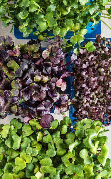 fast growing microgreens for year-round salads - 写真・画像