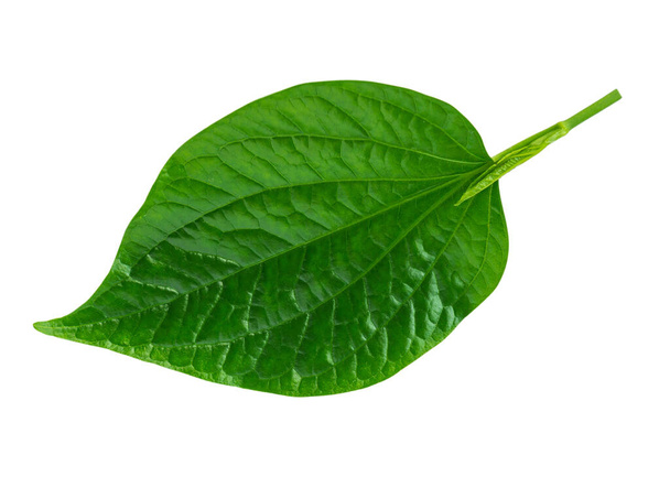 熱帯緑の葉ワイルドベテルクリッピングパスで、白い背景に隔離された葉ブッシュ。タイハーブのコンセプト. - 写真・画像