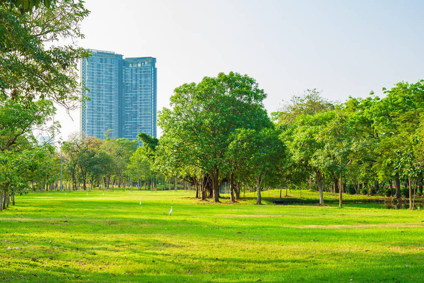 Greenary drzew rosnących na łące w parku publicznym w mieście z niebem i tłem natury. - Zdjęcie, obraz