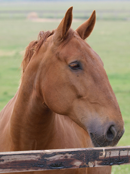 Chestnut Horse Headshot - Photo, Image