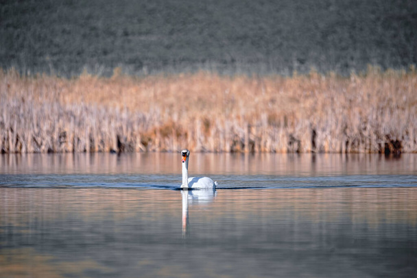 Wild bird mute swan (Cygnus olor) swim in spring on pond, Czech Republic Europe wildlife - Photo, Image