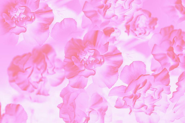 Gradient pink abstract background. Floral background, carnation flowers pattern - Photo, Image