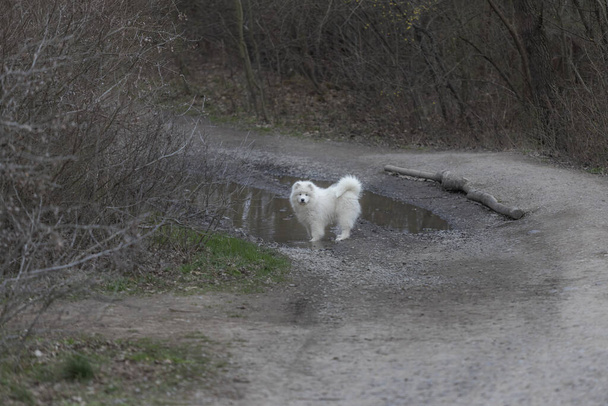 Samoyed - Samoyed bela raça Siberian cão branco. Cãozinho de quatro meses em uma caminhada
. - Foto, Imagem